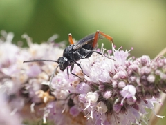 Hymenoptera