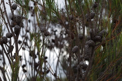 Allocasuarina humilis
