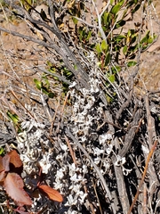 Calceolaria polifolia