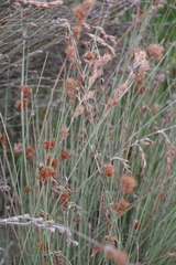 Allocasuarina humilis