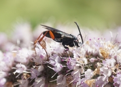 Hymenoptera