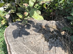 Podarcis siculus campestris