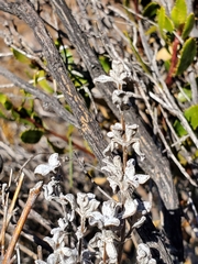 Calceolaria polifolia