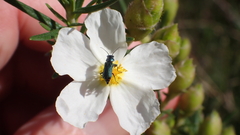 Clanoptilus abdominalis