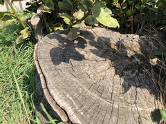 Podarcis siculus campestris