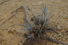 Conostylis candicans