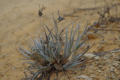 Conostylis candicans