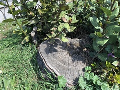 Podarcis siculus campestris