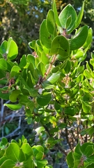 Arctostaphylos sensitiva