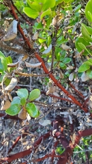 Arctostaphylos sensitiva