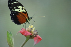 Heliconius hecale