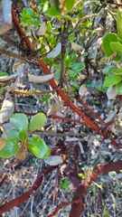 Arctostaphylos sensitiva