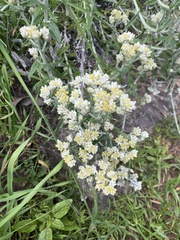 Pseudognaphalium biolettii