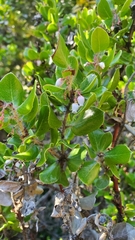 Arctostaphylos sensitiva