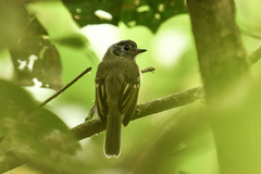 Leptopogon superciliaris