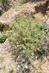 Euphorbia gedrosiaca