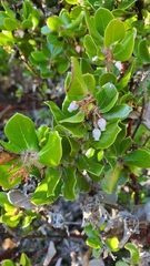 Arctostaphylos sensitiva