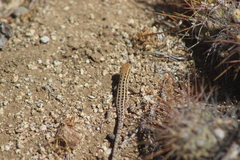 Liolaemus pseudolemniscatus