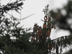 Buteo buteo