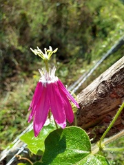 Passiflora sublanceolata