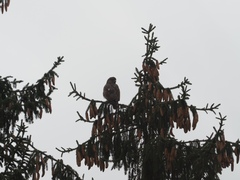 Buteo buteo
