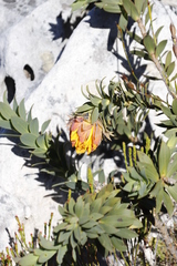 Liparia splendens splendens