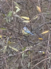 Cyanistes caeruleus