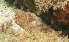 Ogcocephalus vespertilio