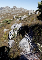 Liparia splendens splendens