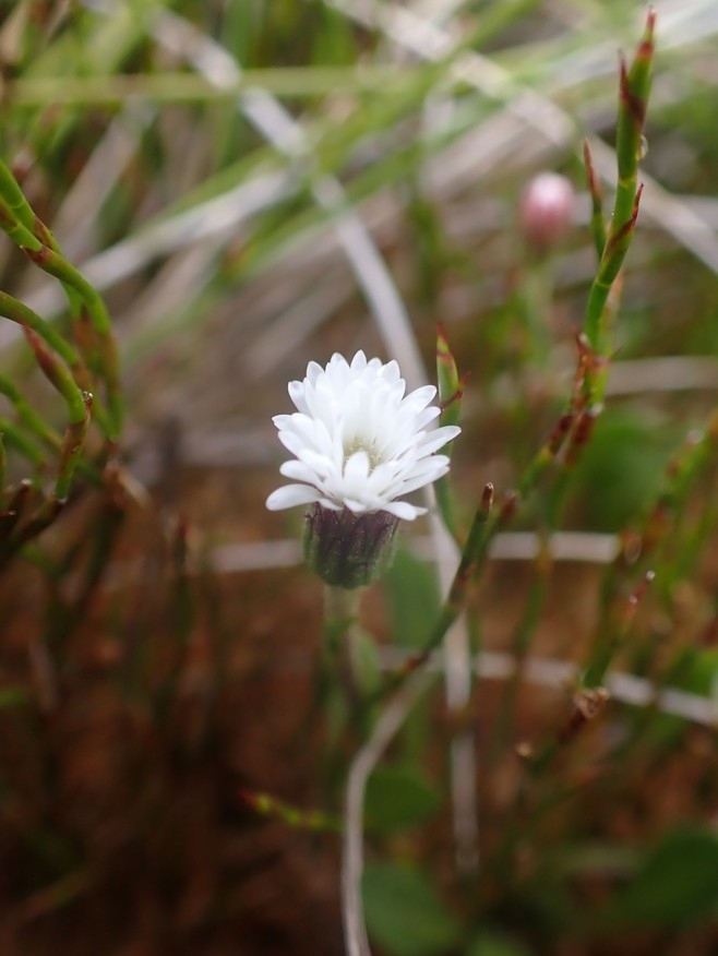 Pappochroma paludicola