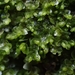 Jungermannia atrovirens - Photo (c) Helen Waterman,  זכויות יוצרים חלקיות (CC BY), הועלה על ידי Helen Waterman