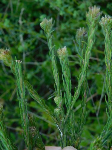 Thug Hardleaf (Phylica excelsa)