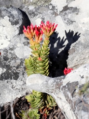 Crassula coccinea