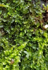 Jungermannia atrovirens