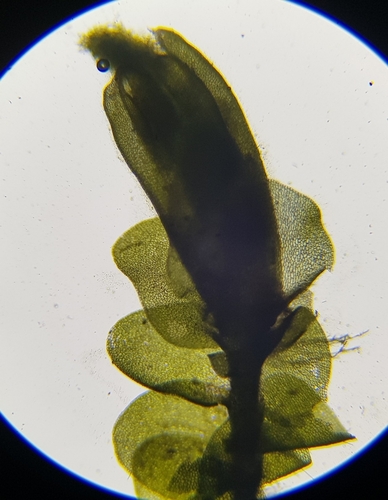 Image of Jungermannia atrovirens by (c) Helen Waterman, some rights reserved (CC BY)