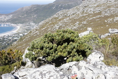 Mimetes fimbriifolius