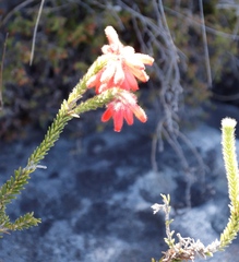 Erica cerinthoides cerinthoides