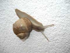 Helix melanostoma