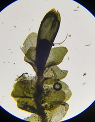 Jungermannia atrovirens