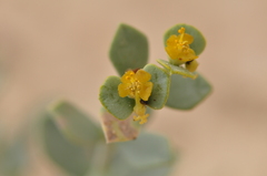 Euphorbia gypsicola