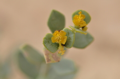Euphorbia gypsicola