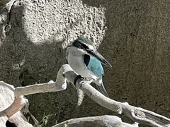 Todiramphus chloris kalbaensis