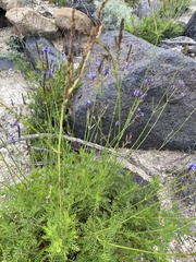 Lavandula canariensis subsp. canariensis image