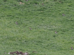 Turdus pilaris