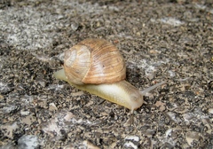 Helix melanostoma