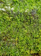Jungermannia atrovirens