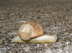 Helix melanostoma