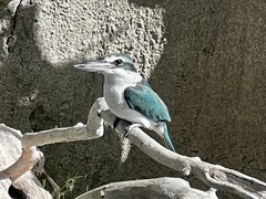 Todiramphus chloris kalbaensis
