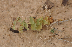 Euphorbia bungei