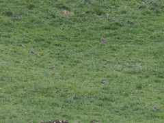 Turdus pilaris